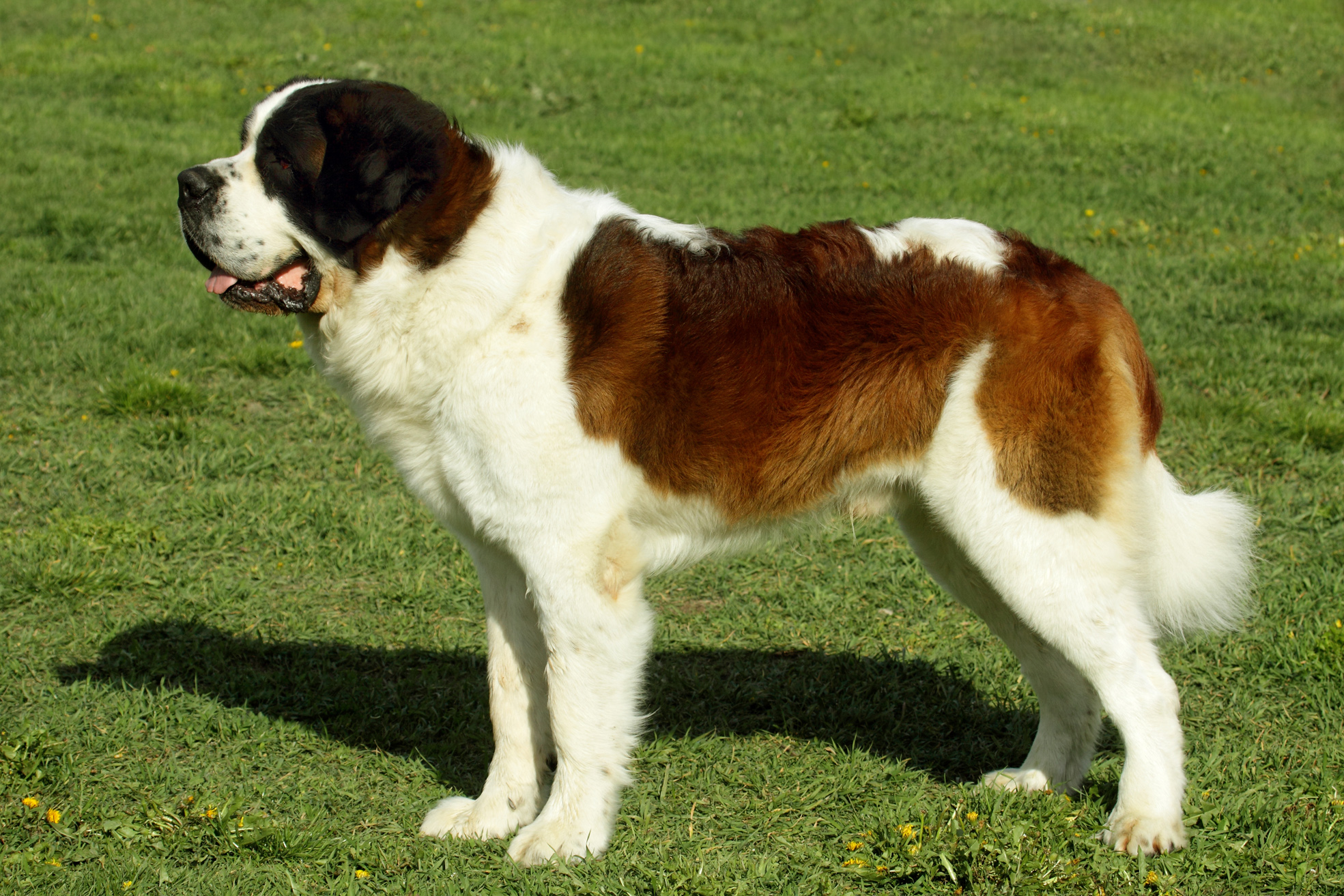 Mein St. Bernardshund mit dem Nammen GARRO